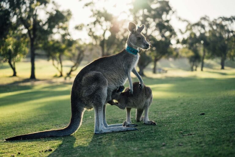 Australia Tourism 1