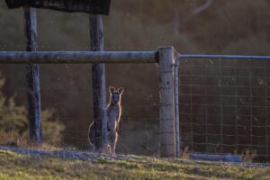 flinders chase national park kangaroo island south australia 1