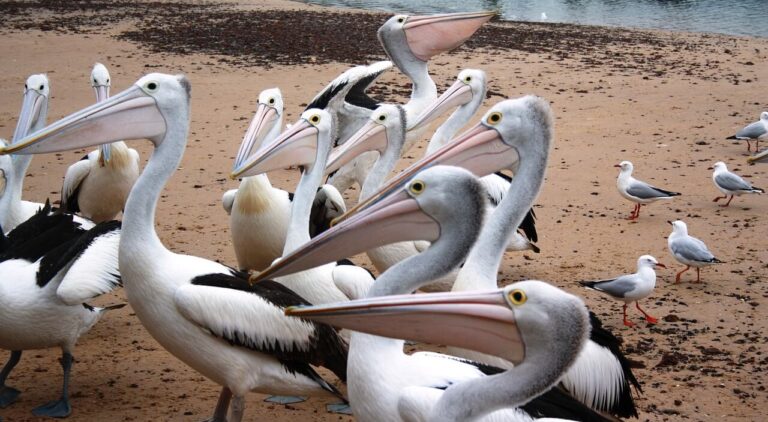 phillip island australian 3