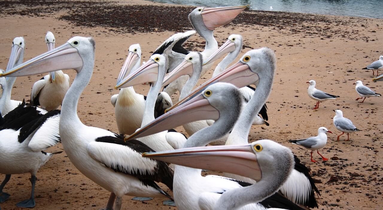 phillip island australian 3