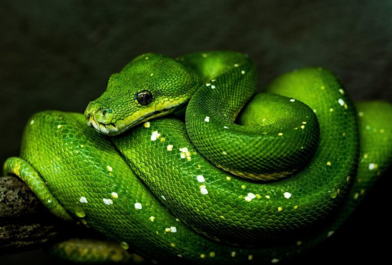 Australian snakes 1