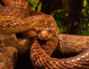 Australian Snakes