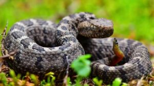 Australian Snakes