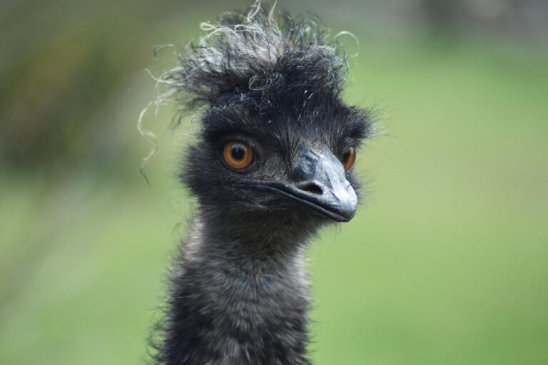 australian animals 5
