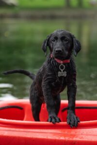 australian labradoodle 1