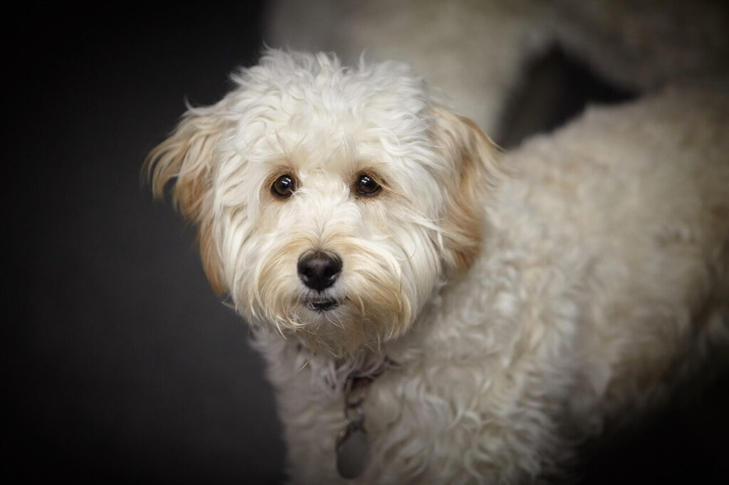 australian labradoodle