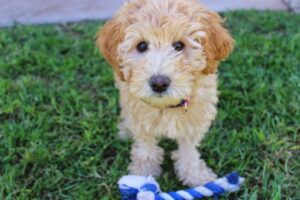  australian labradoodle  