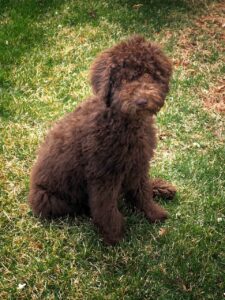  australian labradoodle  