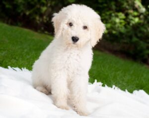  australian labradoodle  