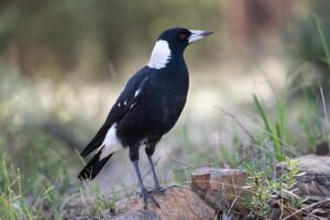 Australian Wildlife