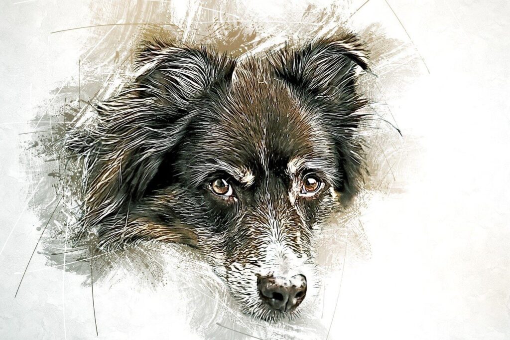 australian shepherd Australian Wildlife