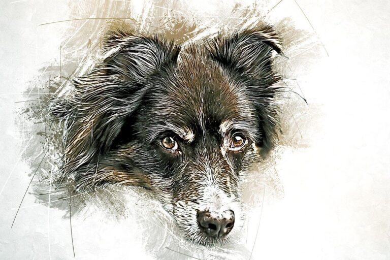 australian shepherd Australian Wildlife