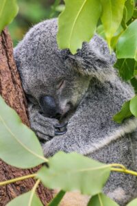 Australian Wildlife
