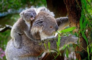 Australian Wildlife