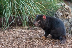 Australian Wildlife