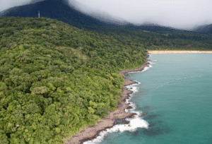 Daintree Rain Forest