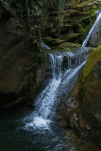 Daintree Rain Forest