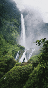 Daintree Rain Forest