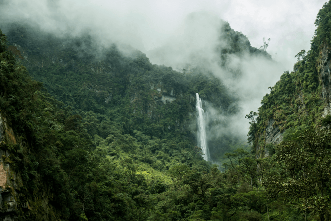 Daintree Rainforest