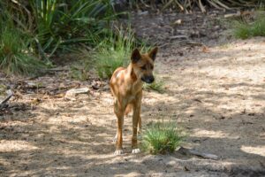 Seeing Dingoes on Fraser Island – A young dingo standing on the sandy ground, showcasing its natural habitat.