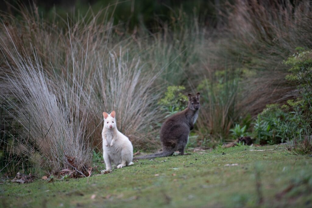 Two wallabies in the Royal Tasmanian Botanical Gardens, surrounded by native plants and natural beauty