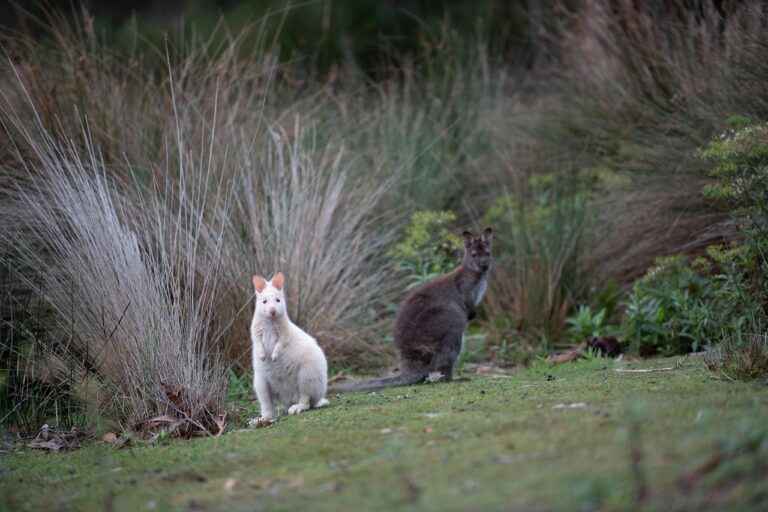 Two wallabies in the Royal Tasmanian Botanical Gardens, surrounded by native plants and natural beauty